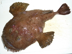 f:id:fishinfish2010:20130214154603j:image