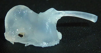 f:id:fishinfish2010:20130215142931j:image