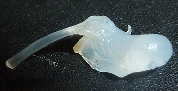 f:id:fishinfish2010:20130215143231j:image