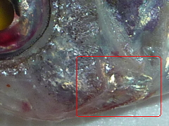 f:id:fishinfish2010:20130215172823j:image