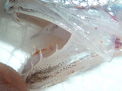 f:id:fishinfish2010:20130215172824j:image