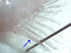 f:id:fishinfish2010:20130215172825j:image