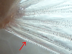 f:id:fishinfish2010:20130215172827j:image