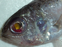 f:id:fishinfish2010:20130215172828j:image