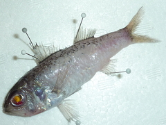 f:id:fishinfish2010:20130215172829j:image