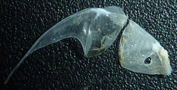 f:id:fishinfish2010:20130218144521j:image