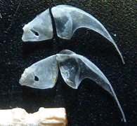 f:id:fishinfish2010:20130218144524j:image