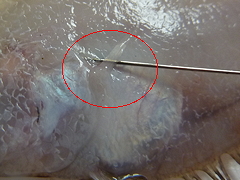 f:id:fishinfish2010:20130218152137j:image