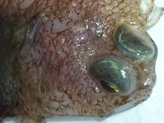 f:id:fishinfish2010:20130218152140j:image