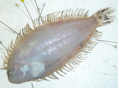 f:id:fishinfish2010:20130218152141j:image