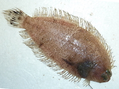 f:id:fishinfish2010:20130218152142j:image