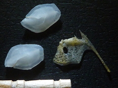 f:id:fishinfish2010:20130411173459j:image