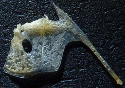 f:id:fishinfish2010:20130411173500j:image