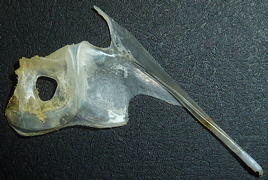 f:id:fishinfish2010:20130419143721j:image