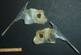 f:id:fishinfish2010:20130419143722j:image