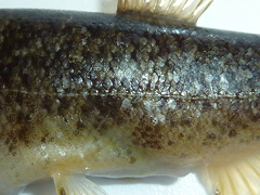 f:id:fishinfish2010:20130419170707j:image