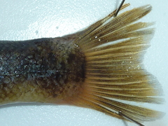 f:id:fishinfish2010:20130419170708j:image