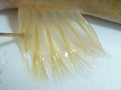 f:id:fishinfish2010:20130419170709j:image