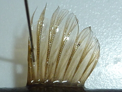 f:id:fishinfish2010:20130419170710j:image