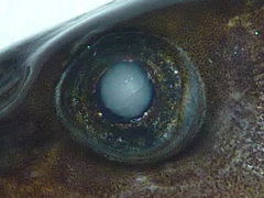 f:id:fishinfish2010:20130419170711j:image