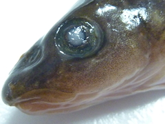 f:id:fishinfish2010:20130419170712j:image