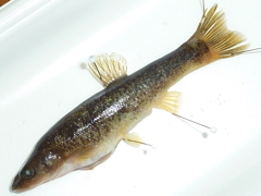 f:id:fishinfish2010:20130419170713j:image