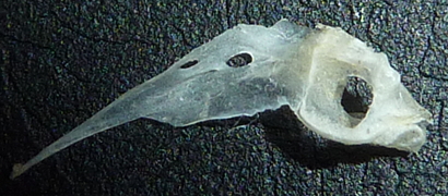 f:id:fishinfish2010:20130419172000j:image