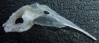 f:id:fishinfish2010:20130419172001j:image