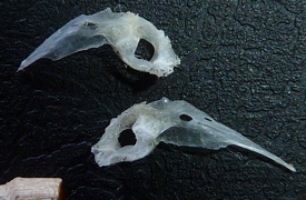 f:id:fishinfish2010:20130419172005j:image