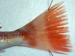 f:id:fishinfish2010:20130423132243j:image