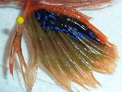 f:id:fishinfish2010:20130423132245j:image