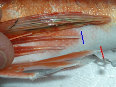 f:id:fishinfish2010:20130423132246j:image