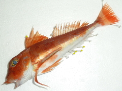 f:id:fishinfish2010:20130423132249j:image