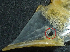 f:id:fishinfish2010:20130426155326j:image