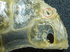 f:id:fishinfish2010:20130426155328j:image