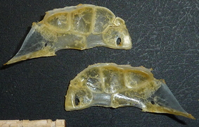 f:id:fishinfish2010:20130426155330j:image