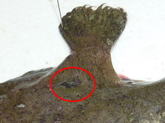 f:id:fishinfish2010:20140430135800j:image