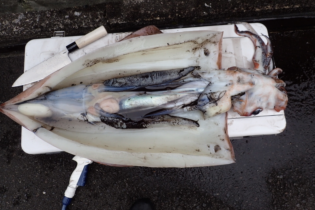 タルイカ ソデイカ を解剖 解体してみた 体の構造を簡単にご紹介 Fishing Aquarium 飼育員が創る釣り水族館