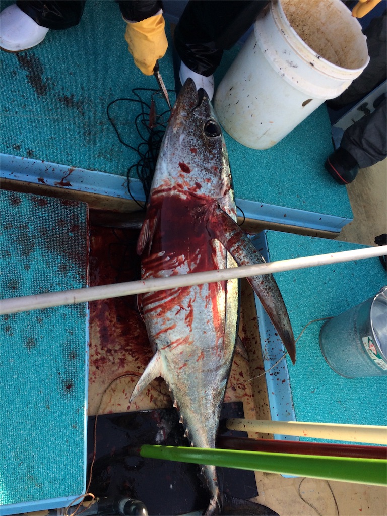 f:id:fishing-aquarium:20190212203639j:image
