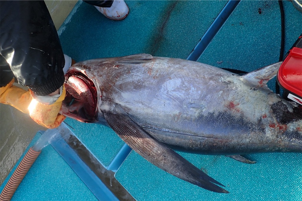 f:id:fishing-aquarium:20190215182303j:image