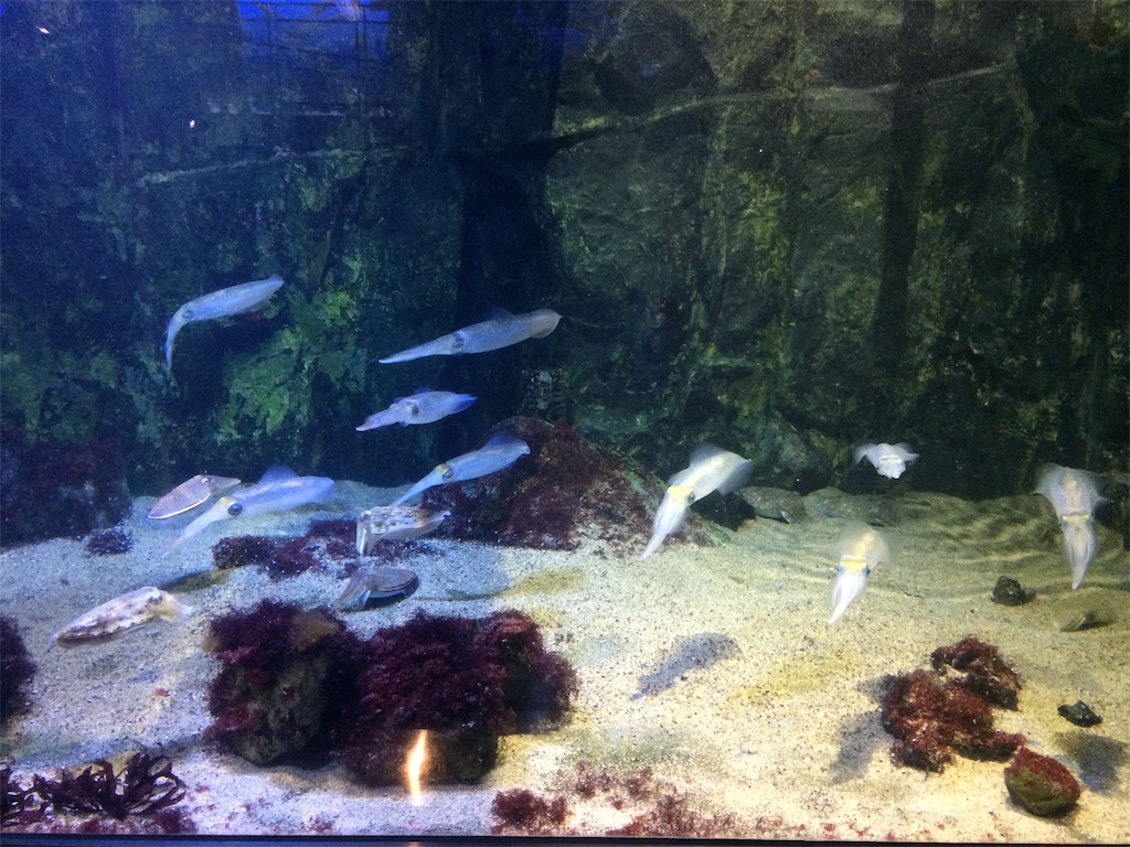 f:id:fishing-aquarium:20190301195840j:image