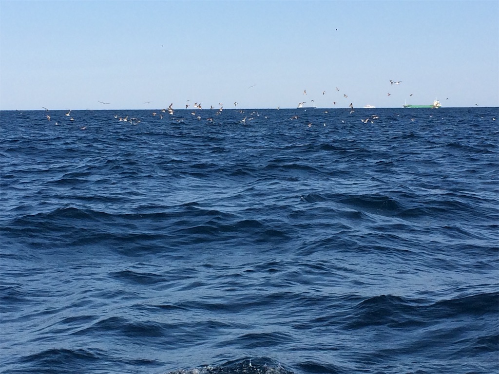 f:id:fishing-aquarium:20190410200616j:image
