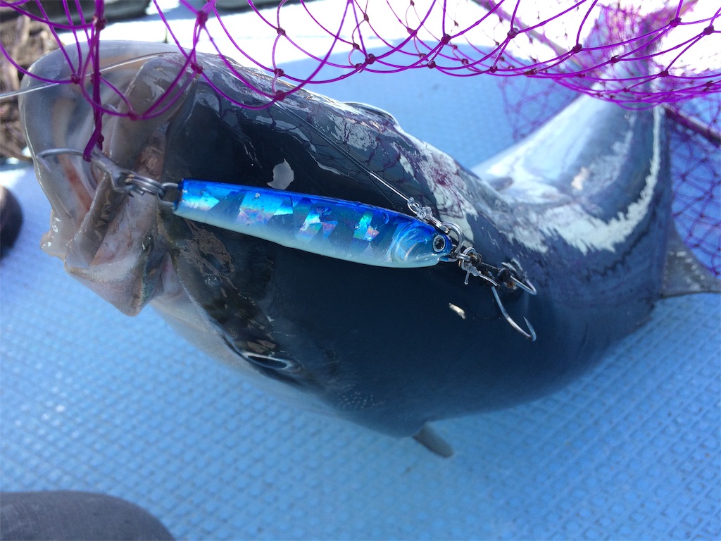 f:id:fishing-aquarium:20190411201507j:image