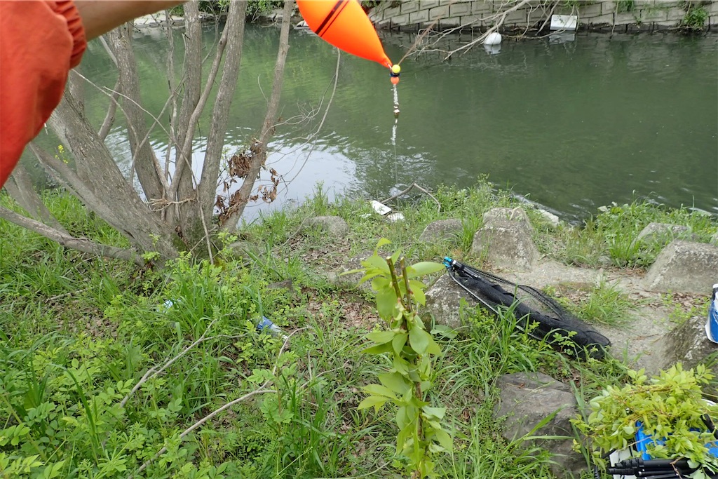 f:id:fishing-aquarium:20190425095307j:image f:id:fishing-aquarium:20190425095307j:image