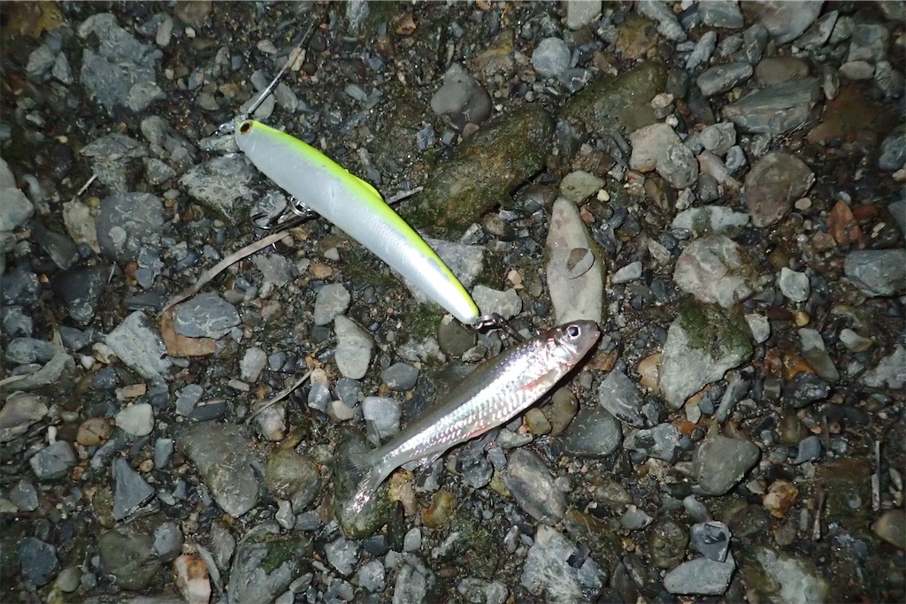 ビワコオオナマズチャレンジ パート2 小さな瀬の中で飛び出した魚は Fishing Aquarium 飼育員が創る釣り水族館