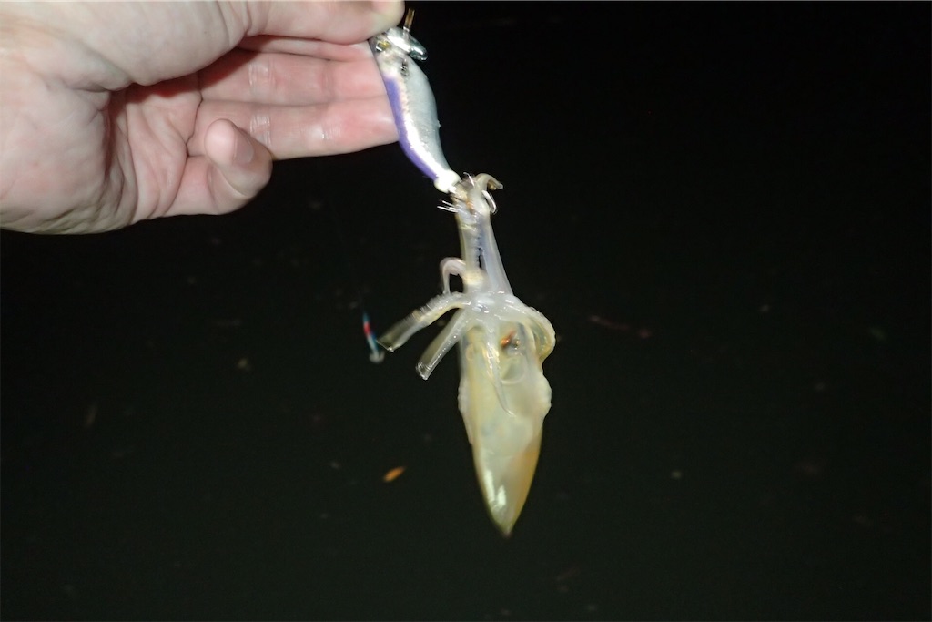 f:id:fishing-aquarium:20190708185826j:image