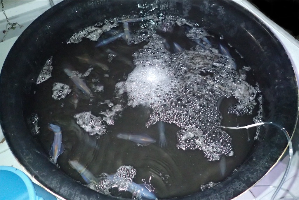 f:id:fishing-aquarium:20190708190020j:image