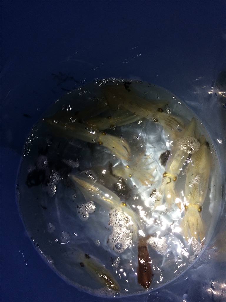 f:id:fishing-aquarium:20190708190925j:image