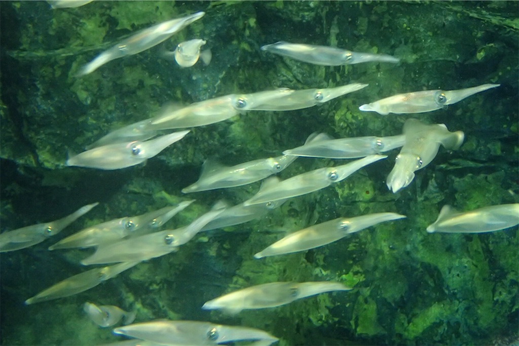 f:id:fishing-aquarium:20190708191138j:image