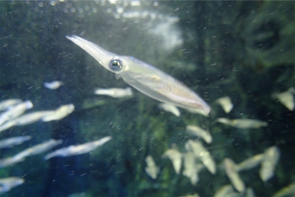 f:id:fishing-aquarium:20190708191215j:image